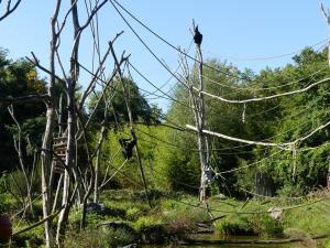 Siamang