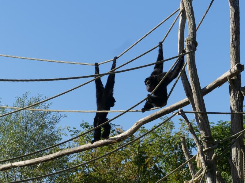 Siamang