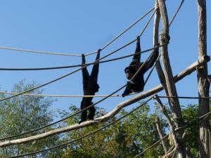 Siamang