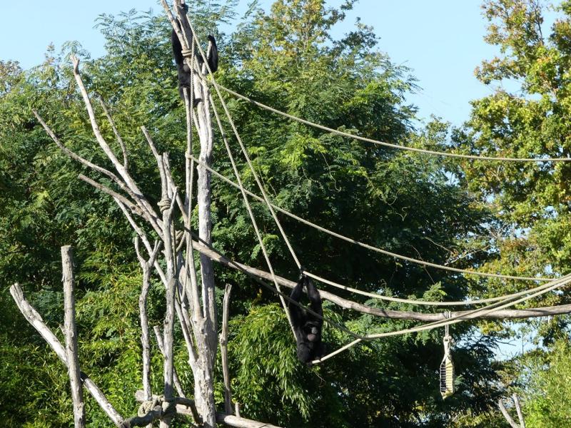 Siamang