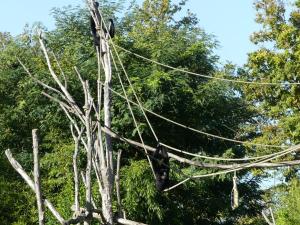Siamang