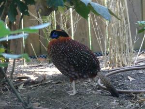 Tragopan de Temmink