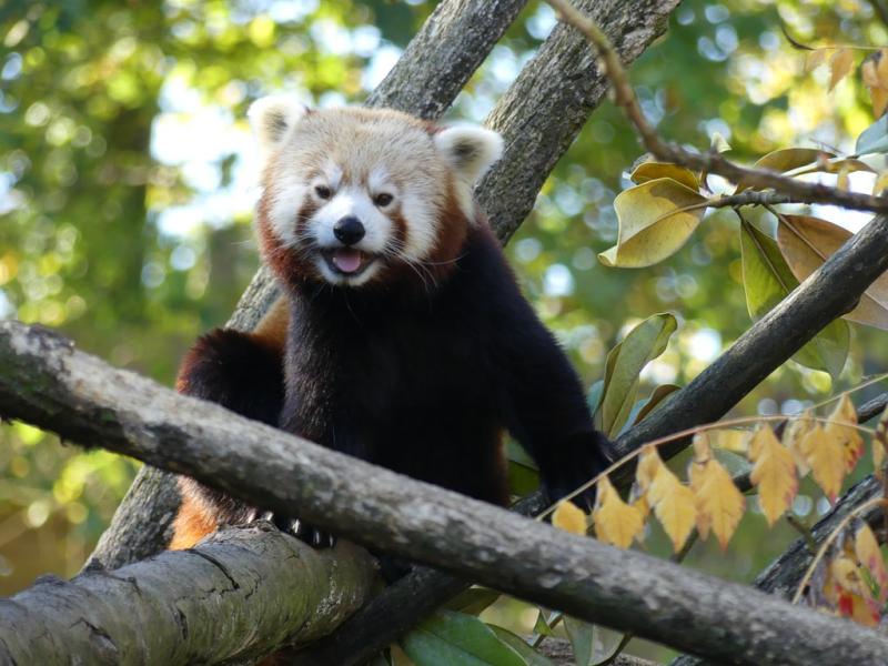 Panda roux