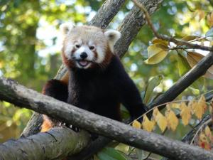 Panda roux