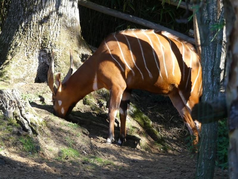 Bongo