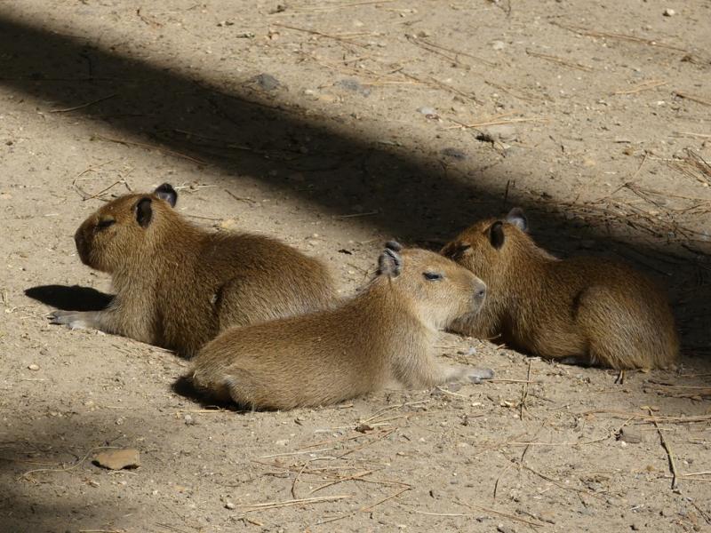 Capybara