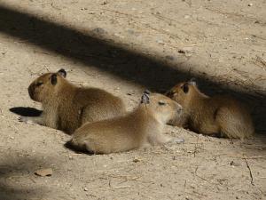 Capybara