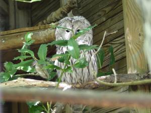Chouette de l'Oural