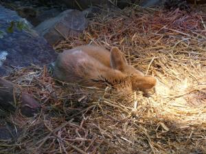 Fennec