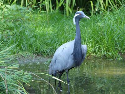 Grue demoiselle - 2021