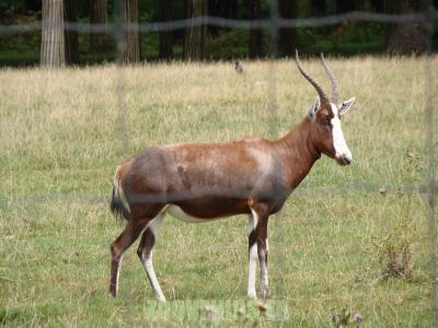 Damalisque à front blanc - 2010