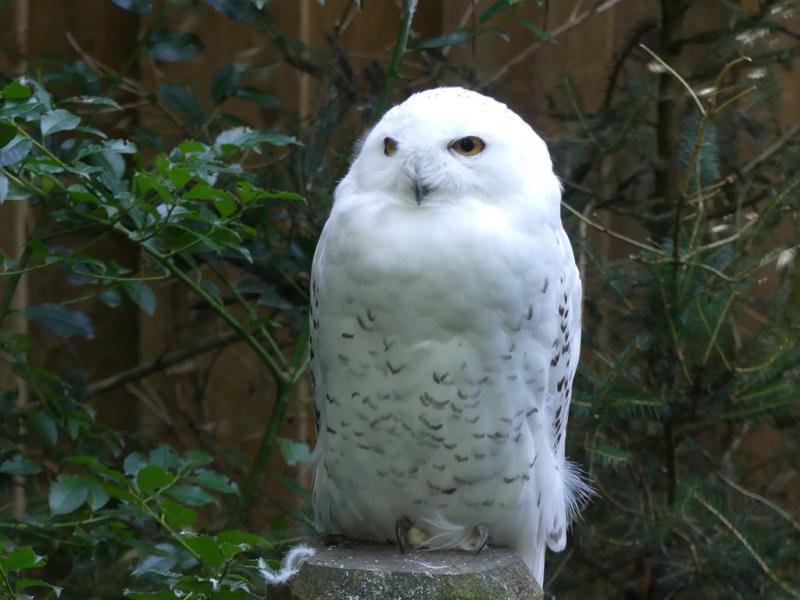 Harfang des neiges