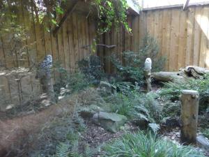 Harfang des neiges