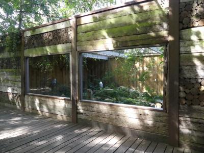 Harfang des neiges - 2021