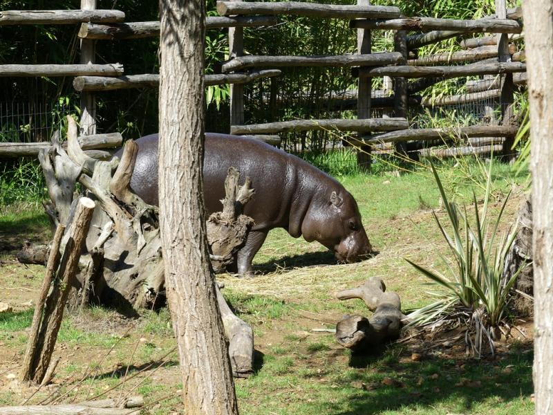 Hippopotame pygmée