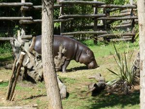 Hippopotame pygmée