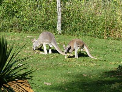 Kangourou roux - 2021