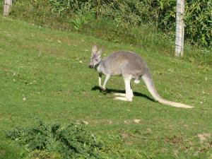 Kangourou roux