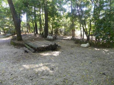 Loup arctique - 2021