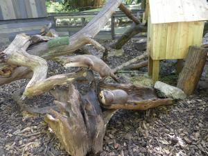 Loutre naine d'Asie