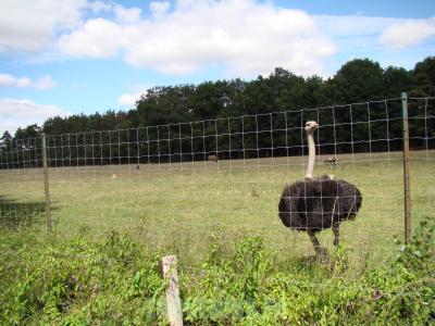 Autruche - 2010