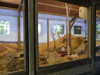 Mangouste naine - 2021