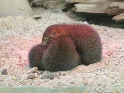 Mangouste naine - 2021