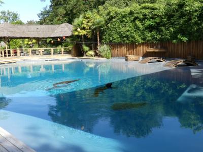 Otarie de Californie - 2021