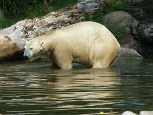 Ours polaire