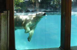 Ours polaire