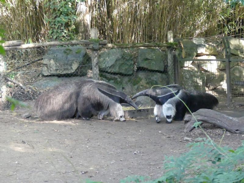 Tamanoir