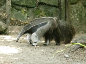 Tamanoir