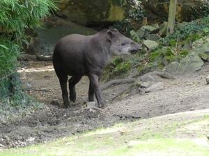 Tapir terrestre