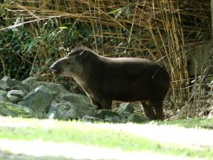 Tapir terrestre
