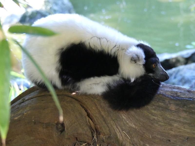 Vari noir et blanc