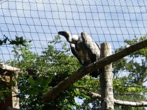 Vautiour africain