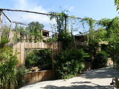 Vautiour africain - 2021