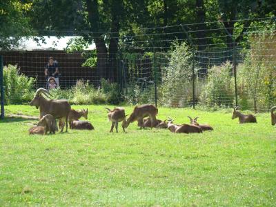 Mouflon à manchettes - 2010