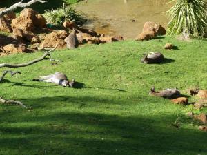 Wallaby de Bennett