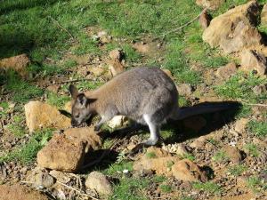 Wallaby de Bennett