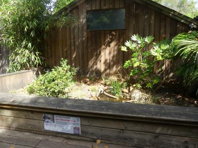 Cistude d'Europe - 2021