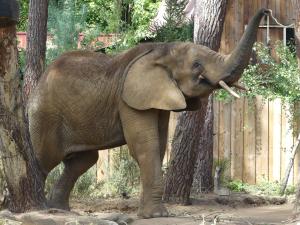 Eléphant d'Afrique