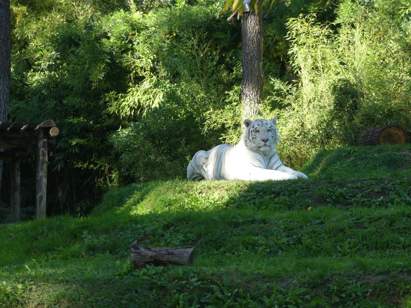Tigre blanc