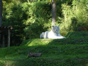 Tigre blanc