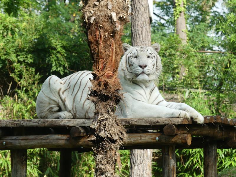 Tigre blanc