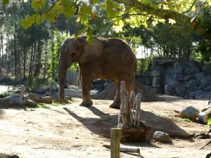 Eléphant d'Afrique