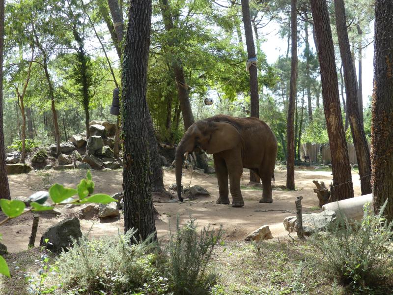 Eléphant d'Afrique