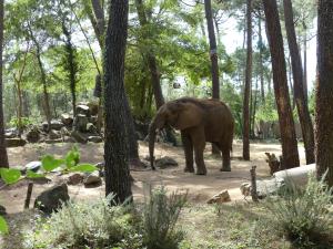 Eléphant d'Afrique