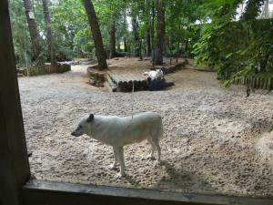 Loup arctique