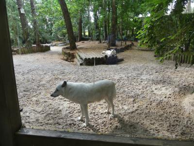 Loup arctique - 2021